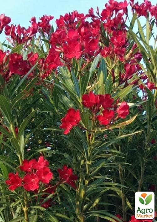 Олеандр 3-х річний "Hardy Red" (висота 60-80см) - фото 2