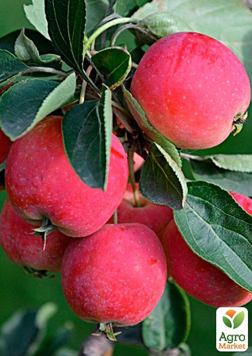 Яблуня колоновидна "Райка" (осінній сорт) - фото 2