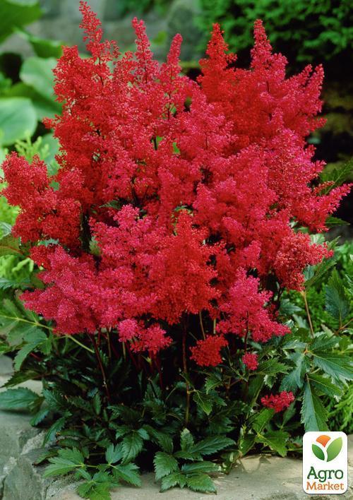 Астильба "Etna" 1шт - фото 4