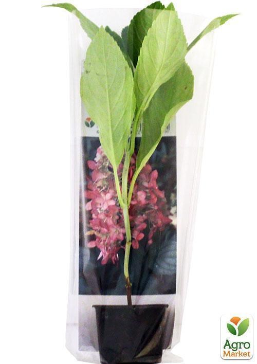 Гортензия метельчатая "Pink Lady" (контейнер P9) - фото 2