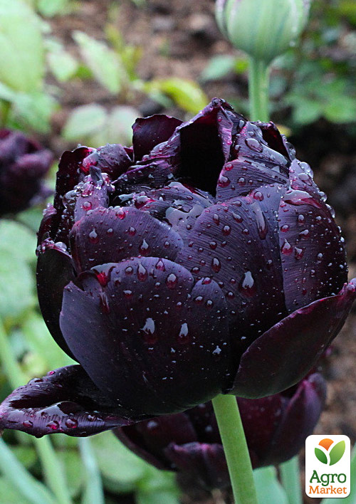 Тюльпан "Black Canyon"