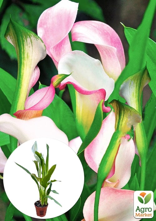 LMTD Зантедеския (калла комнатная) "Crystal Blush"  