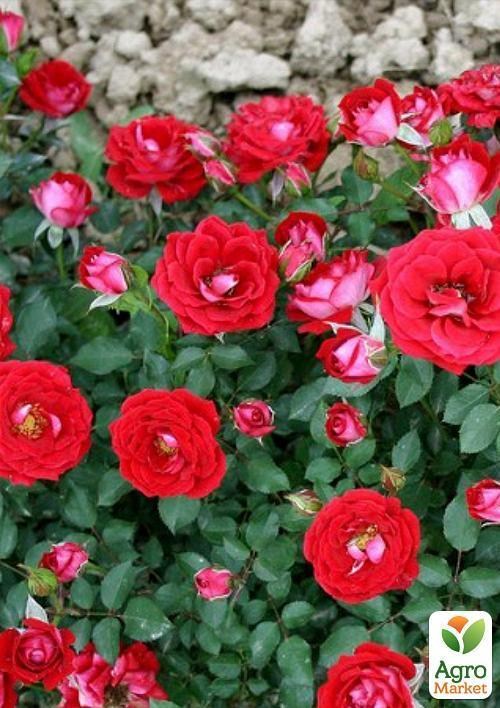 Роза патіо "Мейді"