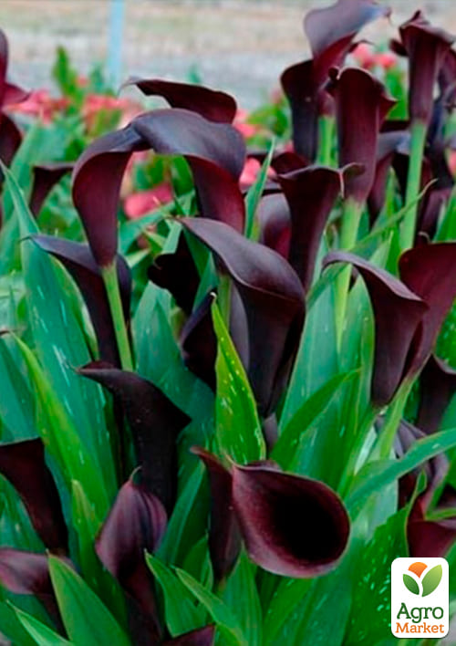 Калла "Odessa" 1шт в упаковці - фото 3