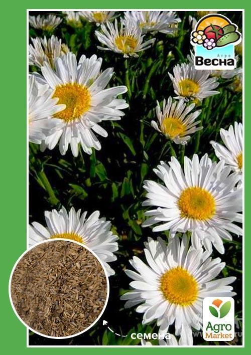 Астра "Альпийская" ТМ "Весна" 0.2г