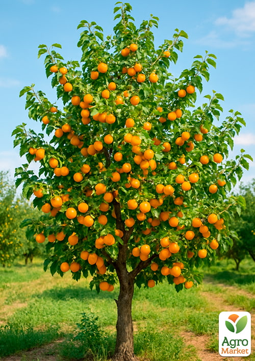 Абрикос "Лескоре" (великоплідний, врожайний, раннього терміну дозрівання) - фото 6