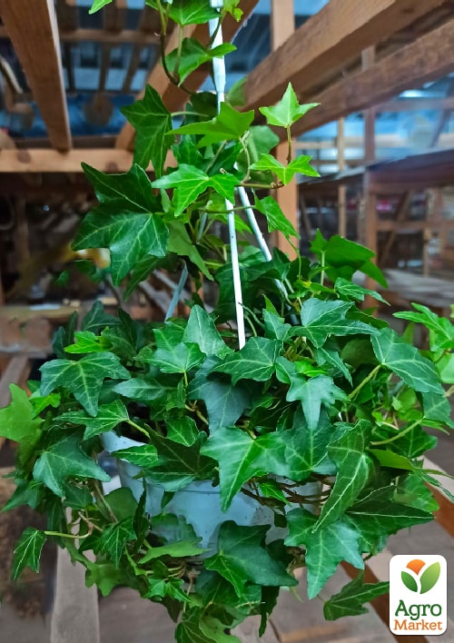 Плющ комнатный "Shamrock" (подвесной вазон)