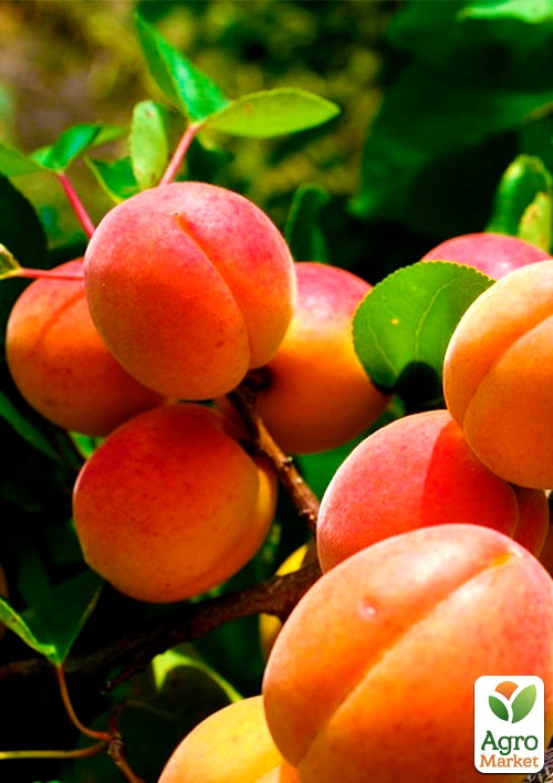 Абрикос "Харкот" (летний сорт, поздний срок созревания)