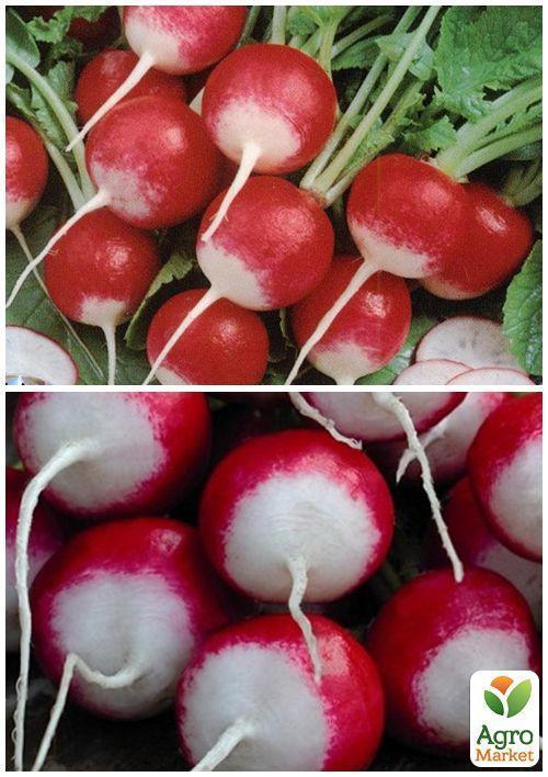 На вагу Редис "КБК" ТМ "Весна" ціна за 10г - фото 3