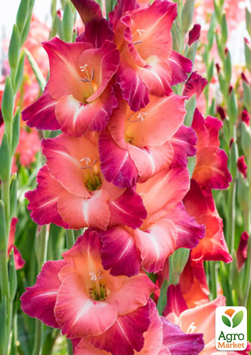 Гладиолус "Ocaso" 