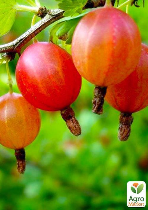 Крыжовник "Тясмин" (средний срок созревания, один из самых вкусных сортов)