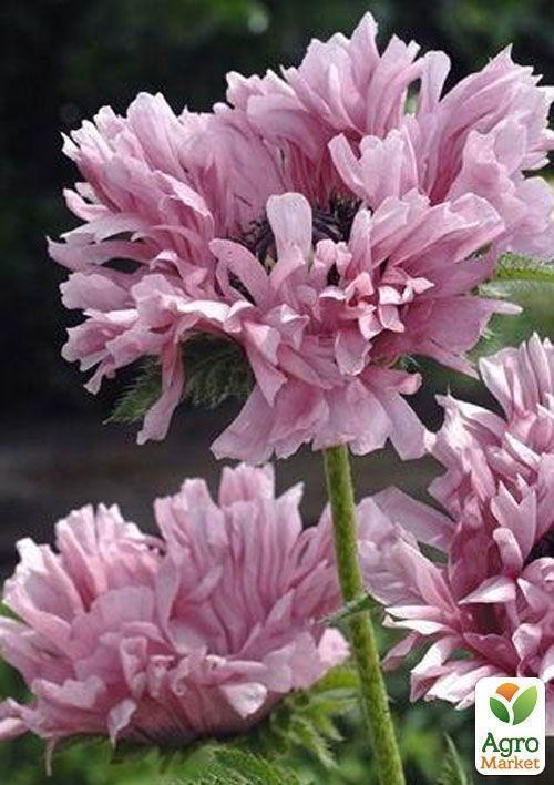 Мак "Ruffled Patty"