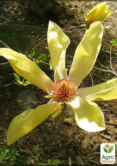 Магнолія "Gold Star" (вік саджанця 2,5 року)