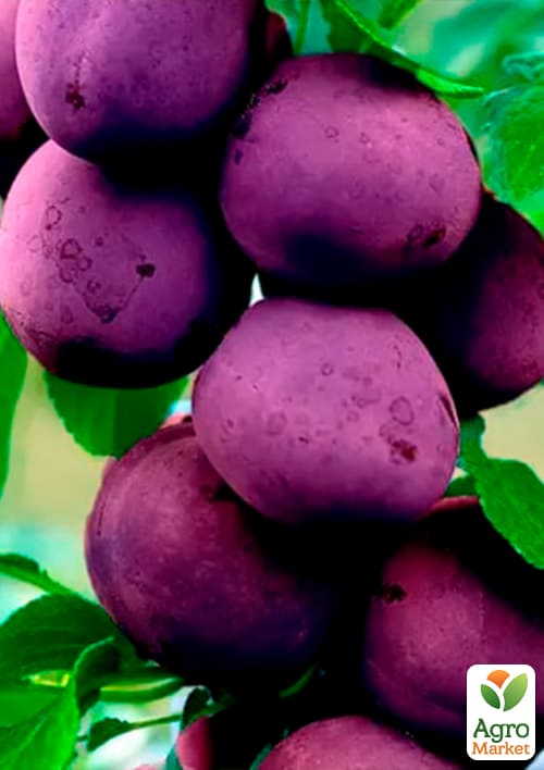 Слива колоновидна "Алича" (Синя велика) (літній сорт, середній термін дозрівання) - фото 2