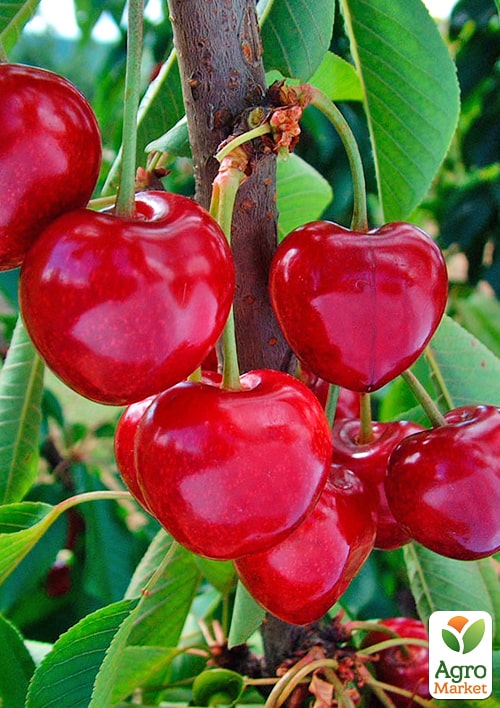 Черешня "Лапинс" (летний сорт, среднепоздний срок созревания)