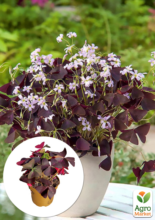 LMTD Оксалис (кислица) "Triangularis" высота растения 10-15см