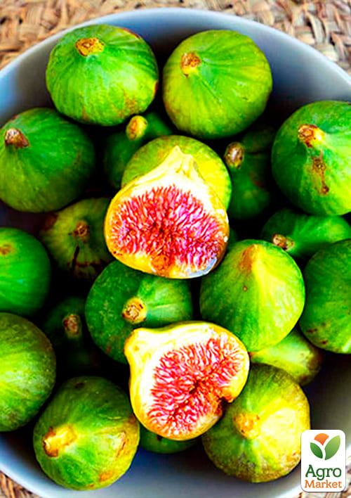 Інжир "Брунсвік" - фото 5