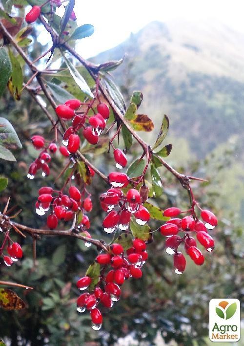 Кизил "Владимирский" 2 года