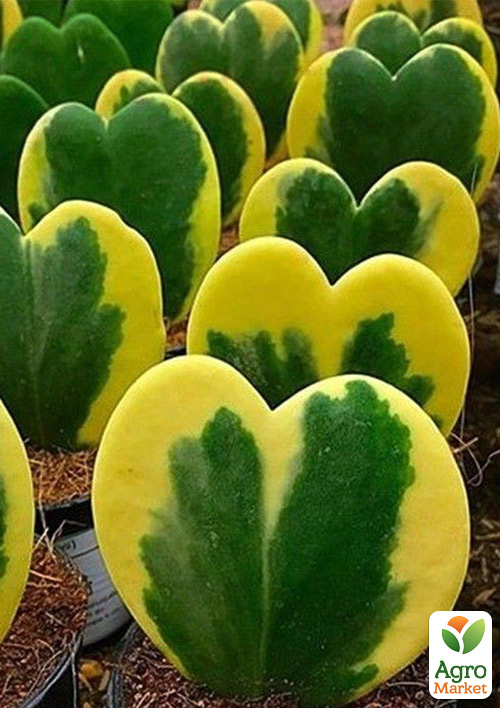 Хойя Керри "Striped Heart"