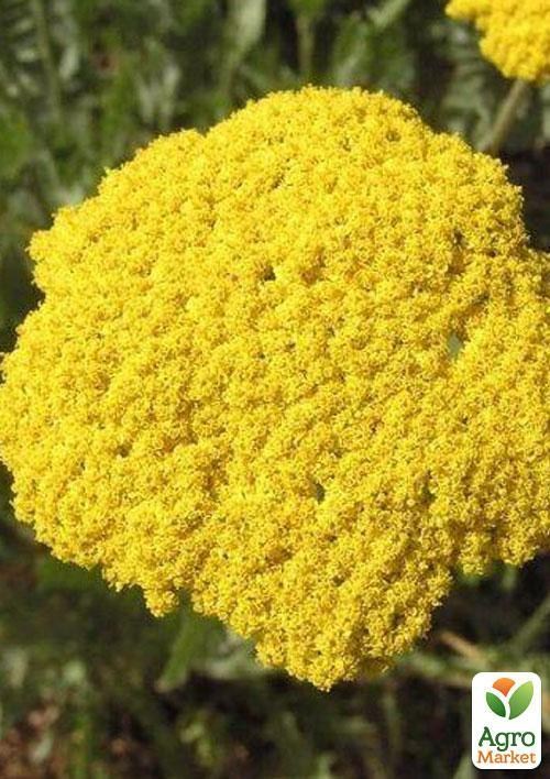 Тысячелистник "Filipendulina"