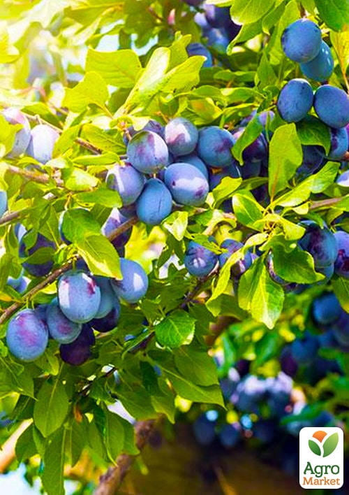 Слива "Венгерка" (поздний срок созревания)