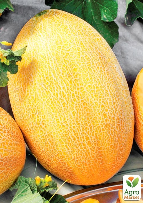 Дыня "Маори F1" ТМ "Clause" 1000шт