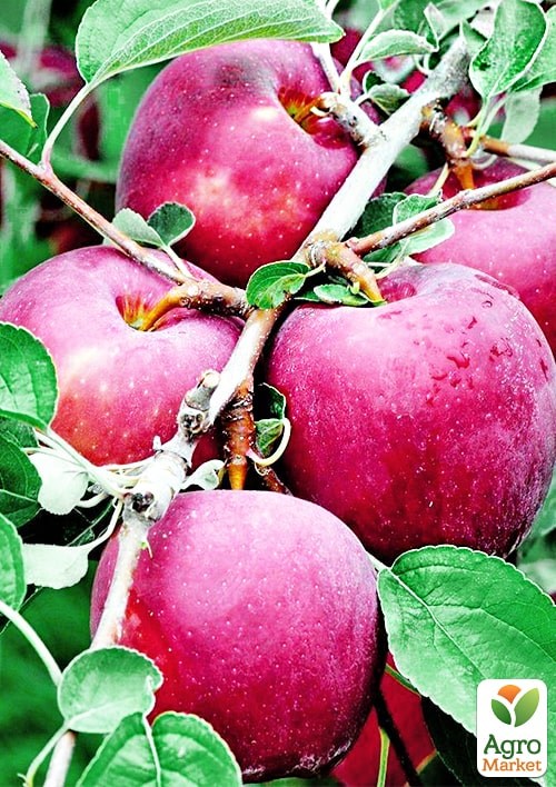 Яблоня "Вильямс Прайд" укорененная в контейнере (саженец 2 года)