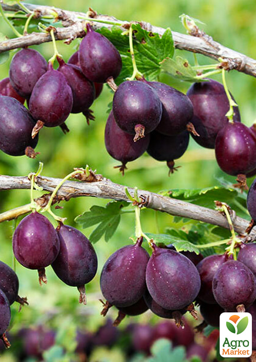 Крыжовник "Черномор" укорененный в контейнере (средний срок созревания) - фото 2