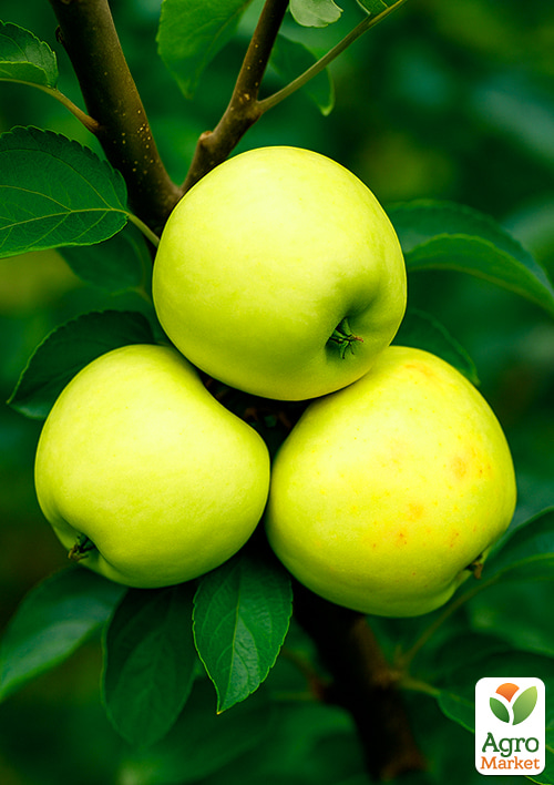 Яблуня "Кальвіль Сніговий" (зимовий сорт, пізній термін дозрівання)