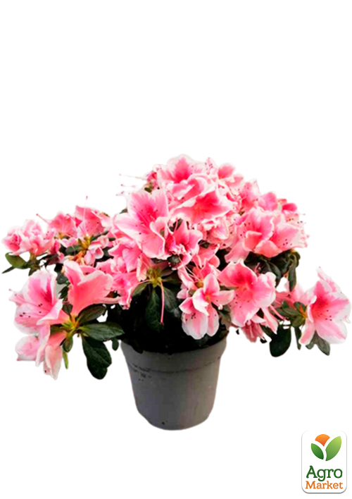 Рододендрон комнатный "Rose"  - фото 5