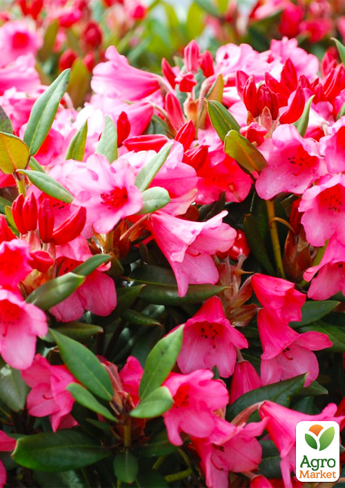 LMTD Рододендрон квітучий 2-х річний "Winsome" (висота 20см) - фото 5