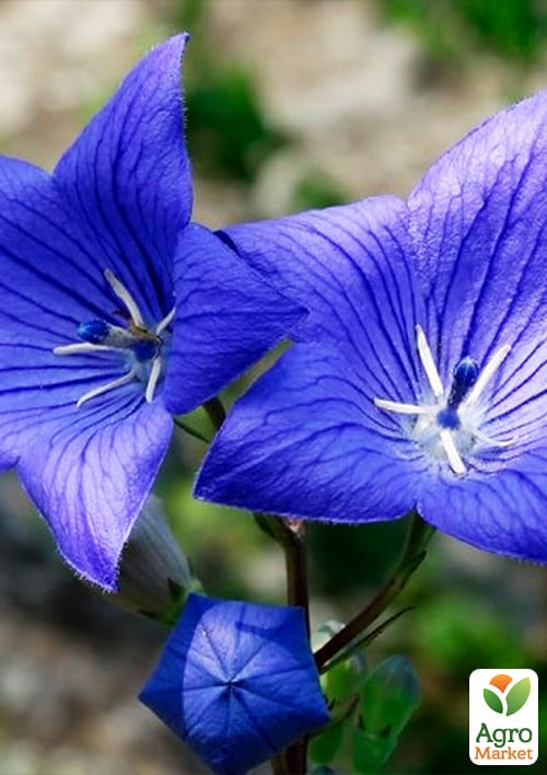 Широкодзвоник (platycodon) "Grandiflorus Mariesii" - фото 2