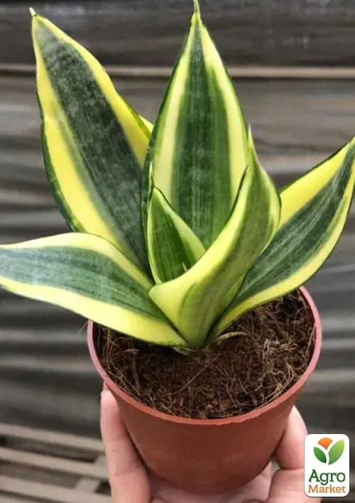 LMTD Сансевиерия "Golden Hahnii" высота растения 15-25см - фото 6