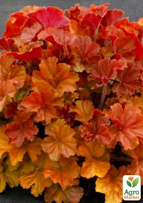 Гейхера (Heuchera) "Northern Exposure Amber"  - фото 4