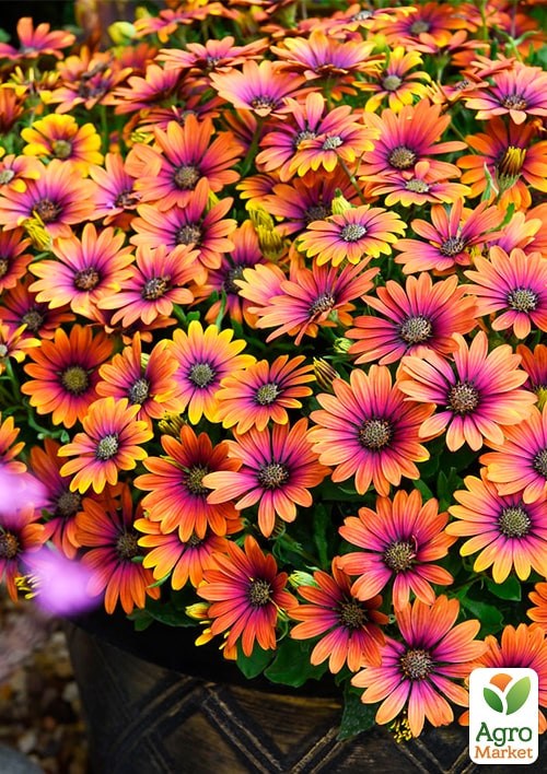 Остеоспермум "Purple Sun" - фото 2