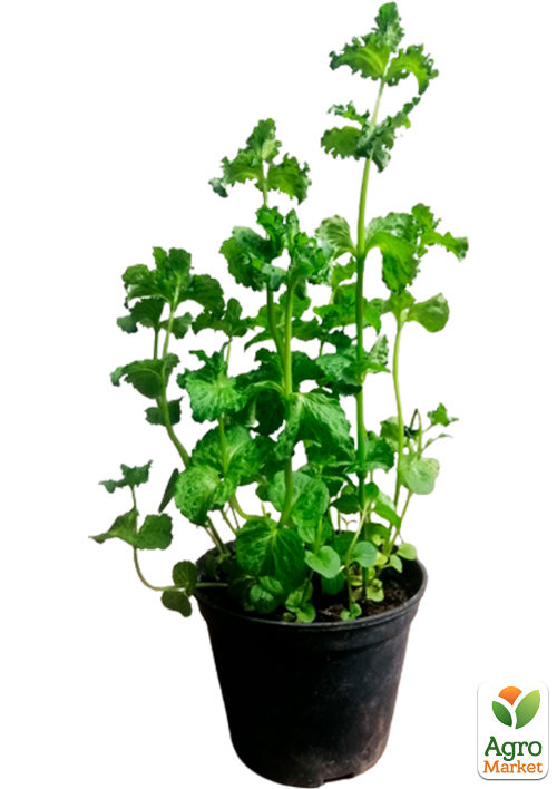 Мята Кучерявая "Crispa" (контейнер Р9) - фото 5