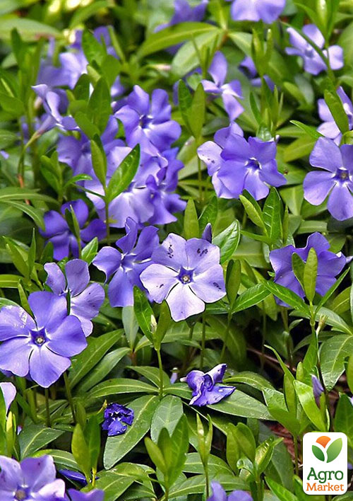Барвинок малый "Vinca Minor" (морозостойкий почвопокровный многолетник)