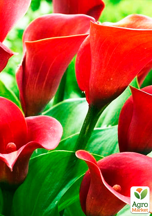 Калла "Majestic Red" 1шт в упаковці - фото 2