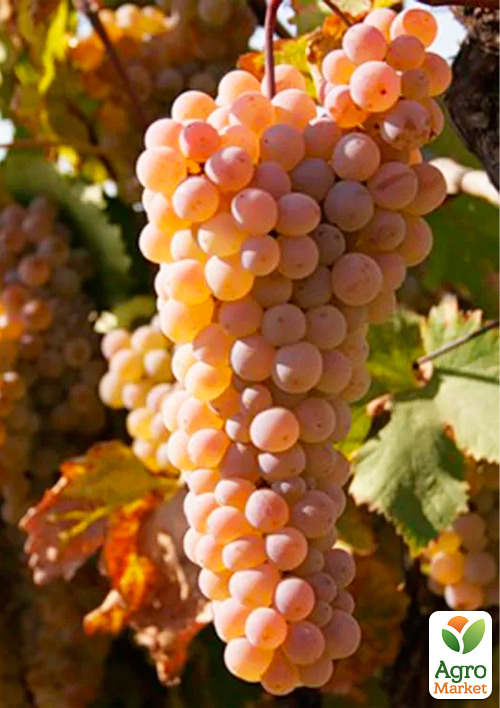 Виноград "Ркацителі" (винний сорт)