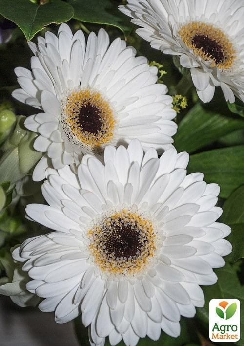 Гербера "Classic White" (Нидерланды)