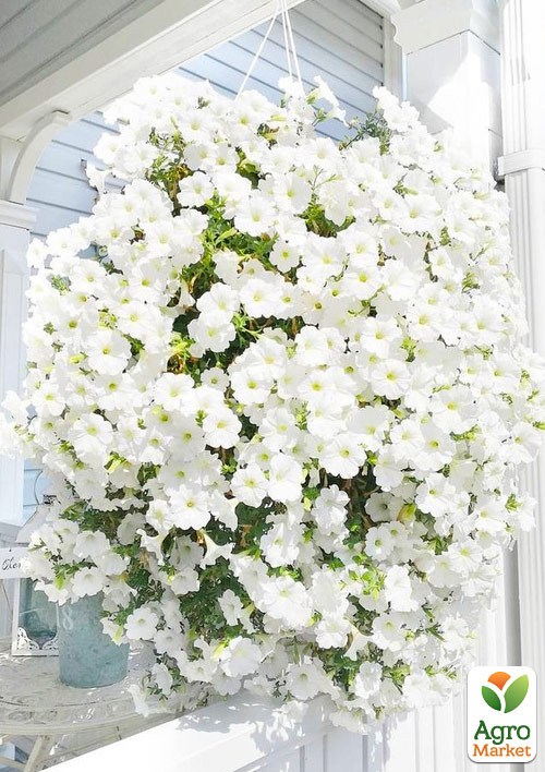 Сурфиния "Giant White" (контейнер № 10, высота 10-15 см)