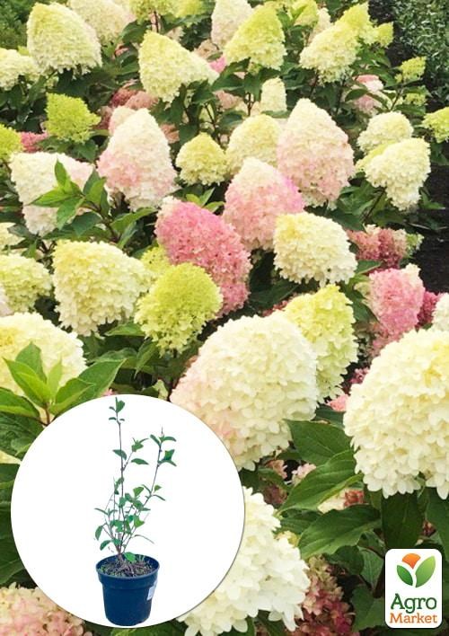Гортензія 3-х річна волотиста "Pinkachu"