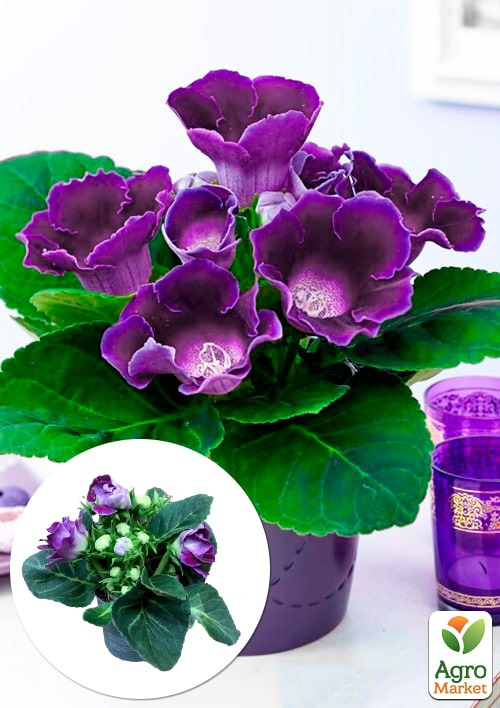 Глоксиния "Sonata Lila" высота 20см