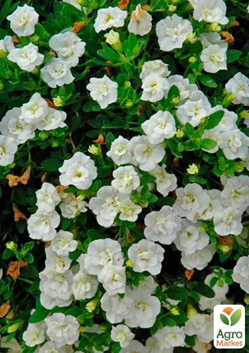 Калибрахоа Neo "Double White Elegance" (контейнер №10, высота 10-15см) - фото 2