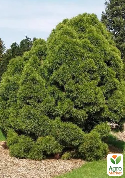 Сосна обычная "Globosa Viridis" С7.5, высота 45-55см