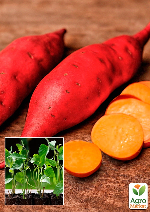 Розсада Батата "Bayou Belle", Р10 (темно-помаранчева м'якоть)