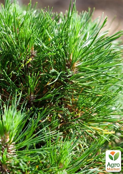 Сосна горная "Varella" С3, высота 20-30см - фото 3