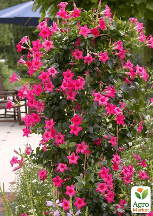 Дипладенія (Mandevilla) "Classic Pink" (квітуча ліана) 