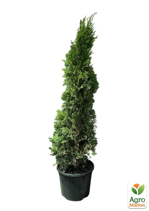 Туя западная "Smaragd Variegata" (ком/сетка) высота 140-160 см - фото 2