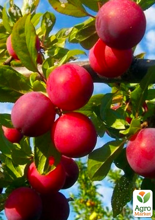 Слива "Ренклод Альтана" (летний сорт, средний срок созревания)